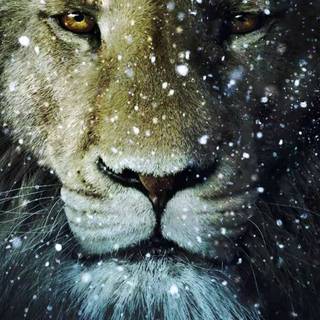 Cool lions wallpaper