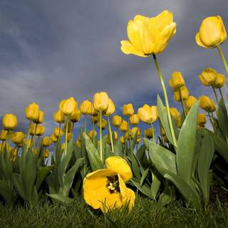 HD desktop 4k natural wallpaper