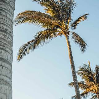 iPhone Miami wallpaper