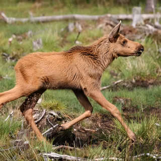 Baby moose wallpaper