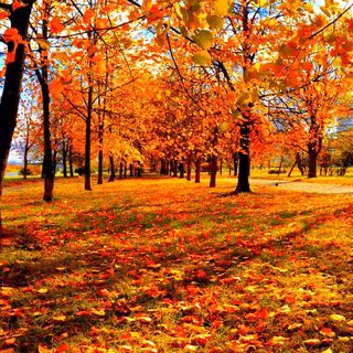 Autumn in Spain wallpaper