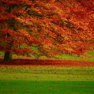 Natural HD for desktop wallpaper