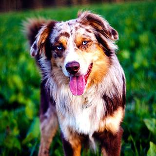 Australian Shepherd dogs wallpaper