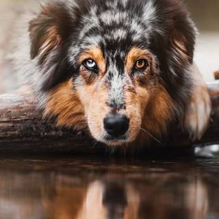 Australian Shepherd dogs wallpaper
