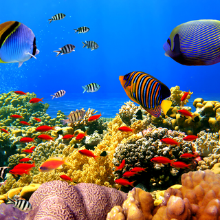 Ocean fish wallpaper