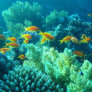 Ocean fish wallpaper