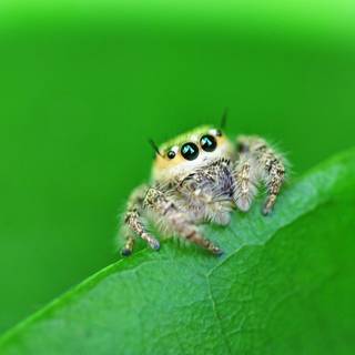 Spider cute wallpaper