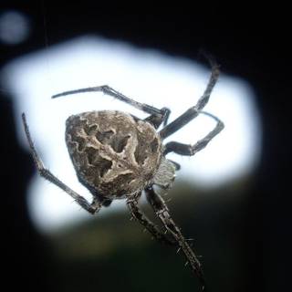 Spider cute wallpaper