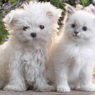 Kittys and puppys wallpaper