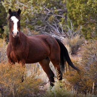 Horse Mustang wallpaper