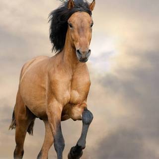 Horse Mustang wallpaper