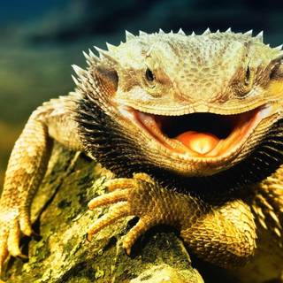 Dragon armadillo lizard wallpaper