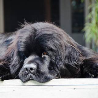 Newfoundland dogs wallpaper