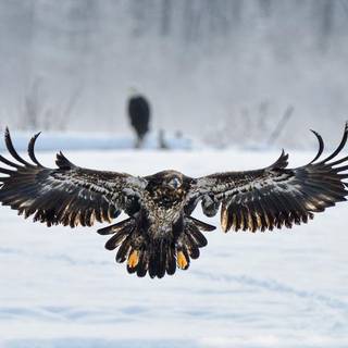 Harpy eagle wallpaper