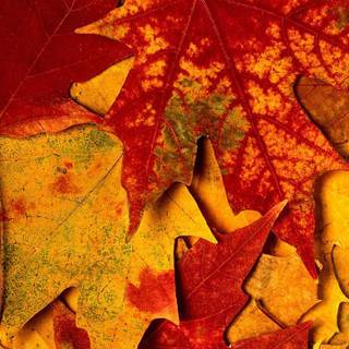 Autumn with kids wallpaper