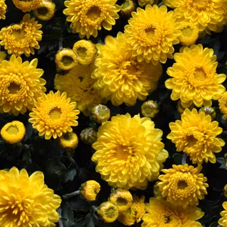 iPhone flower HD 4k wallpaper