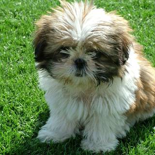 Cute Shih Tzu puppies wallpaper