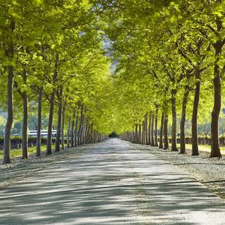 Napa Valley wallpaper