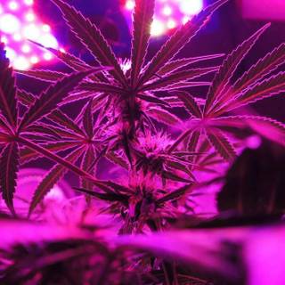 Weed aesthetics wallpaper