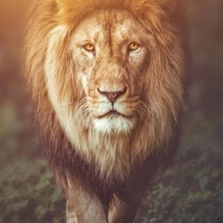 Lion phone wallpaper
