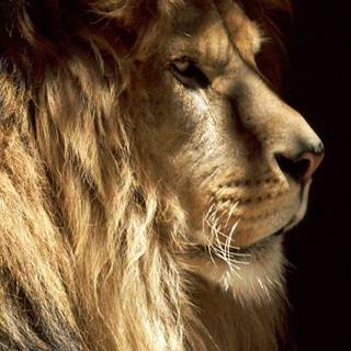 Lion phone wallpaper