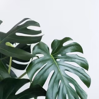 Aesthetic plants wallpaper