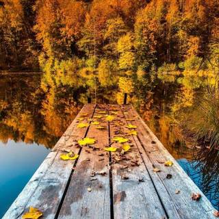 Autumn woods bridge HD wallpaper