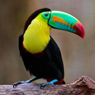 Toucans wallpaper