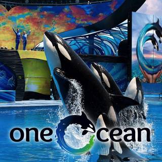 SeaWorld wallpaper