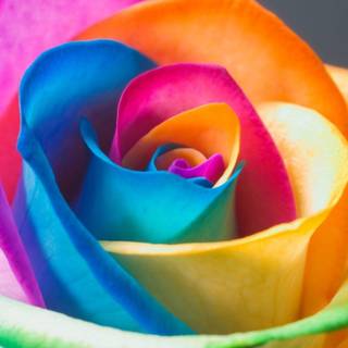 Rainbow flowers wallpaper