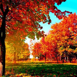 Autumn trees HD wallpaper