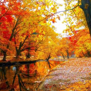 Autumn trees HD wallpaper