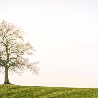 Autumn meadow wallpaper
