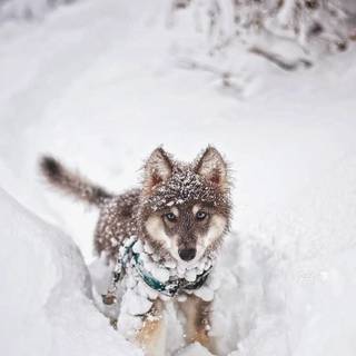 Snow baby wolf wallpaper