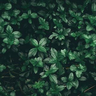 Green plant wallpaper