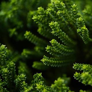 Green plant wallpaper