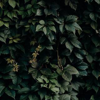 Green plant wallpaper