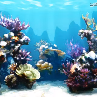 Reef fish wallpaper