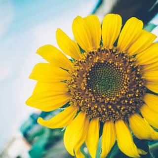 VSCO Chromebook wallpaper