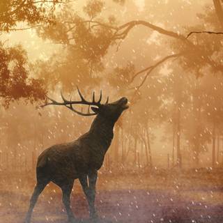 Ultra wide autumn wallpaper