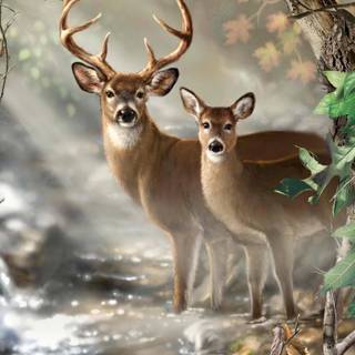 Doe pics wallpaper