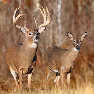 Doe pics wallpaper