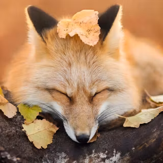 Fox in autumn wallpaper