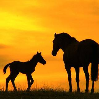 Cute horses wallpaper