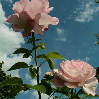 Pretty aesthetic flowers wallpaper