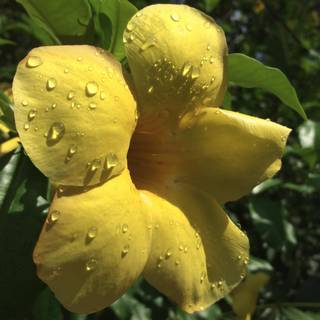 Spring Madrid wallpaper