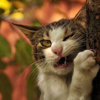 Cat funny wallpaper