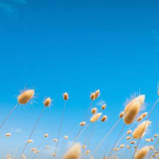 Samsung A8 wallpaper