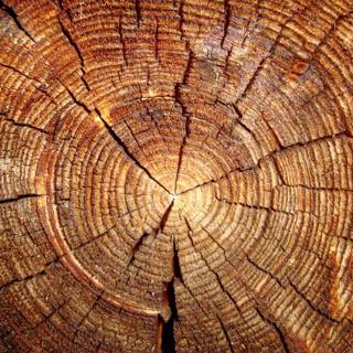 Wood logs wallpaper