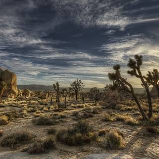 Joshua Tree National Park California wallpaper
